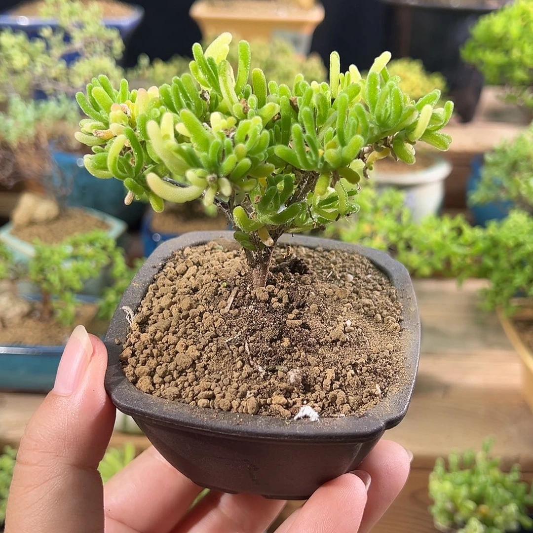 0010荧光兔阴阳锦精致造型