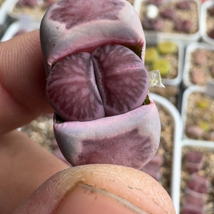 じ****K367紫菊回交三年