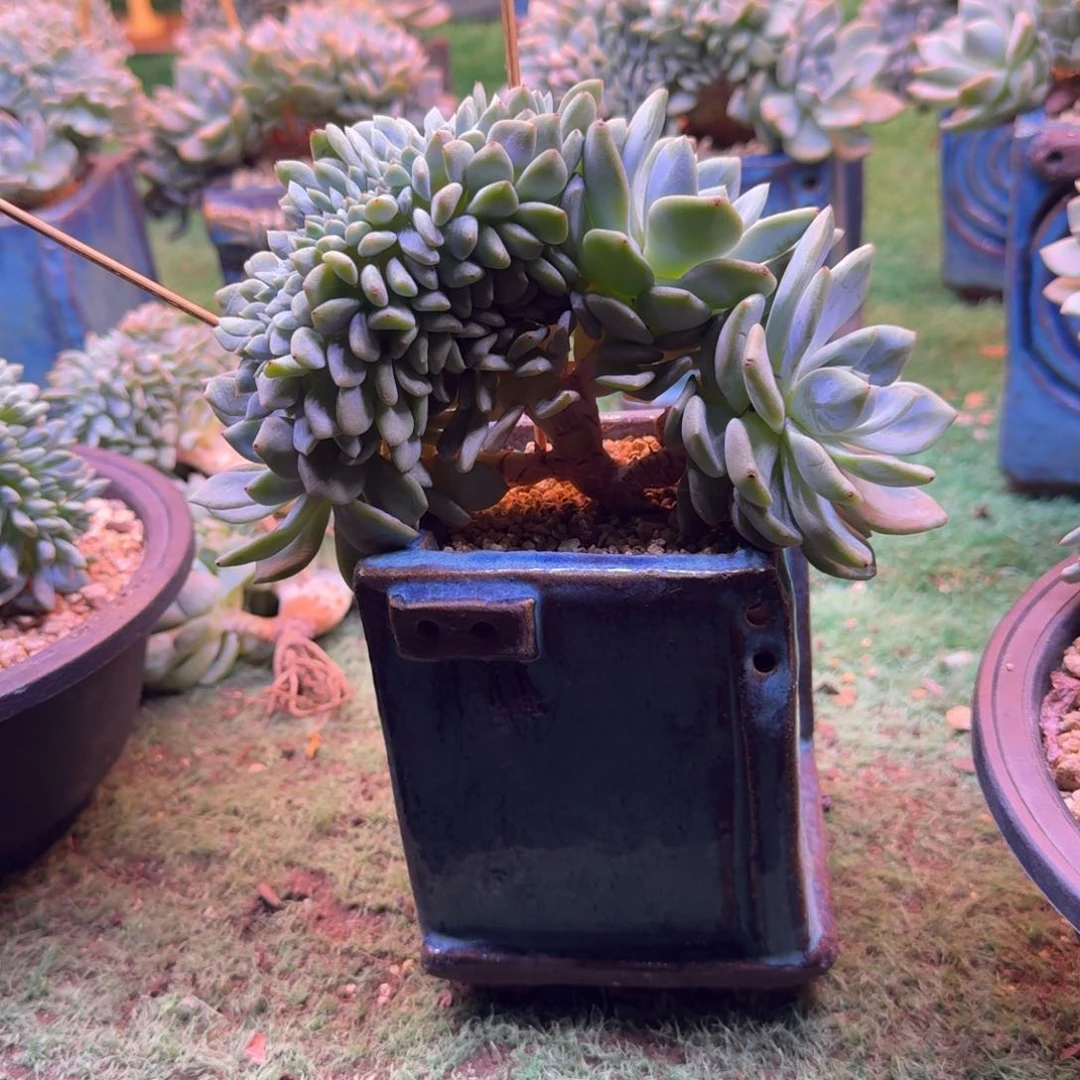星影树缀无砍多肉