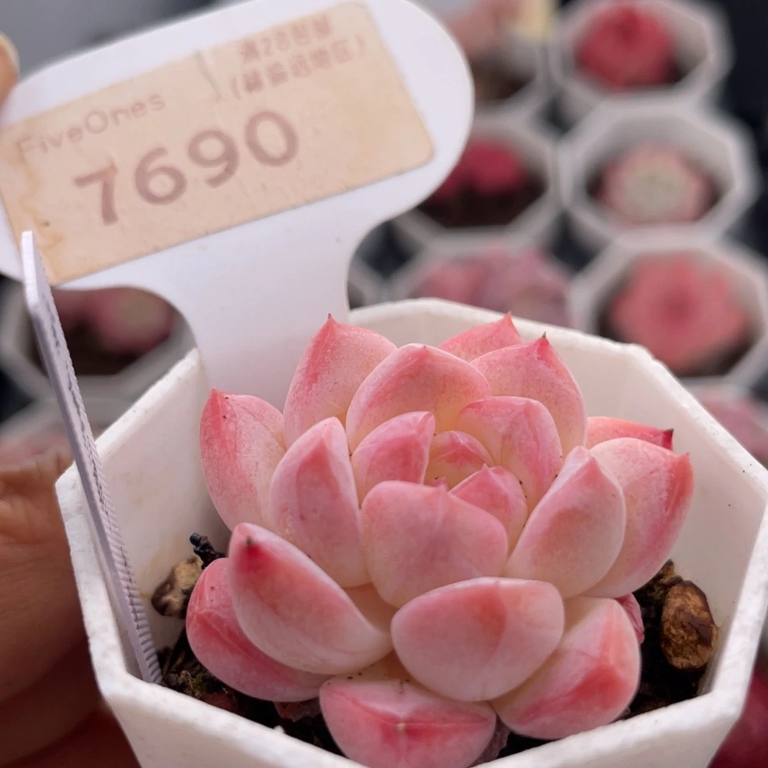 小美梦7690-3.8厘米