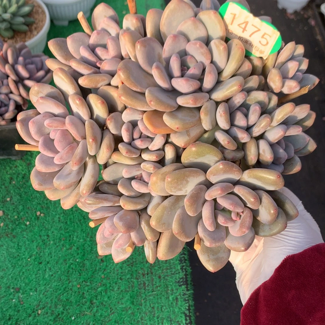 三明治美人老桩平头1475