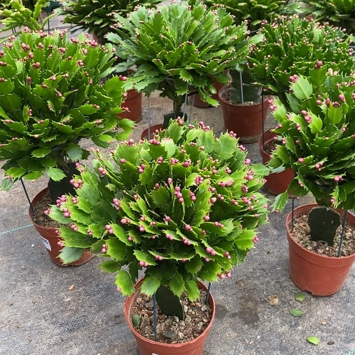 当前无花栽培后可以开花863嫁接爱玛