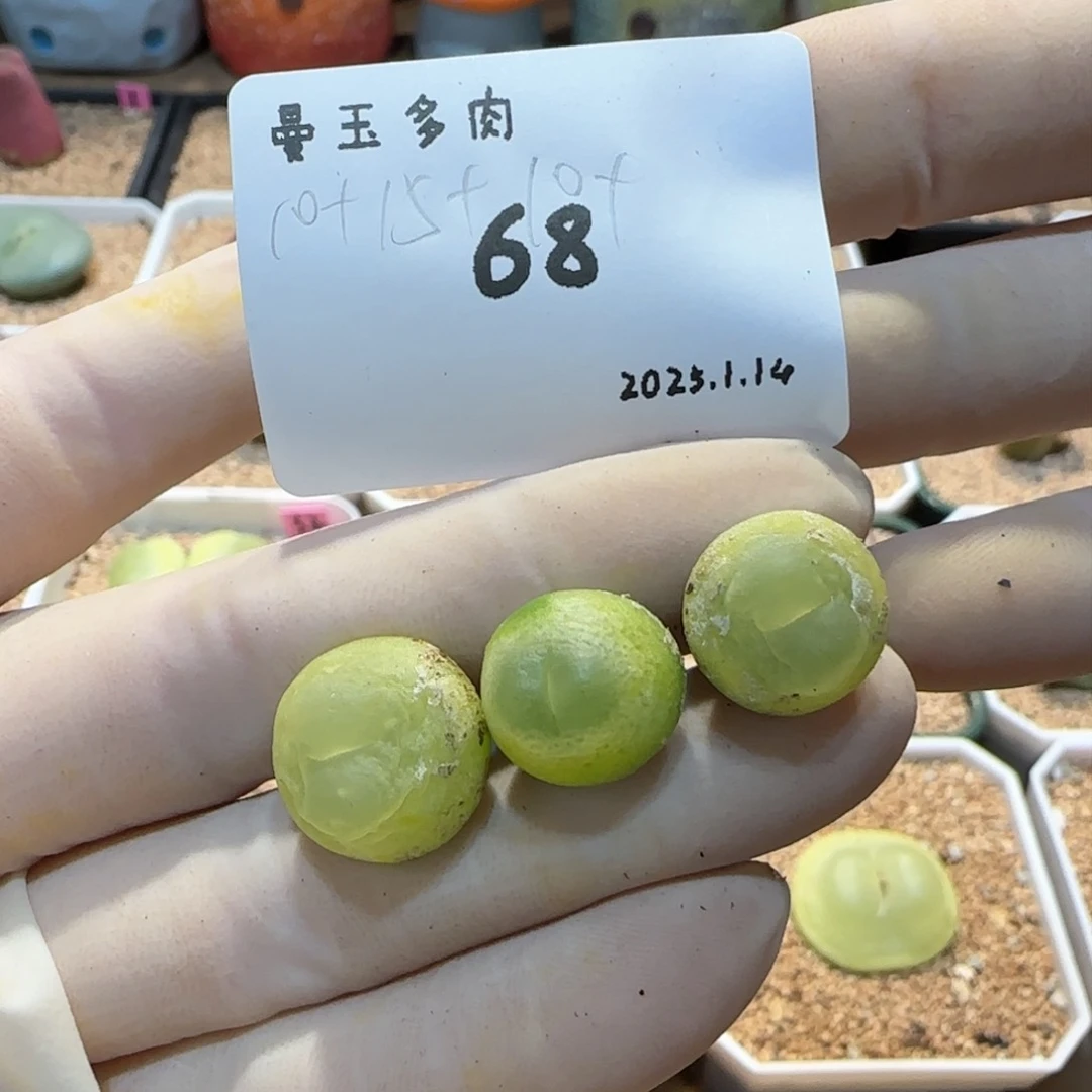 小**?多肉多肉多肉1.14-068