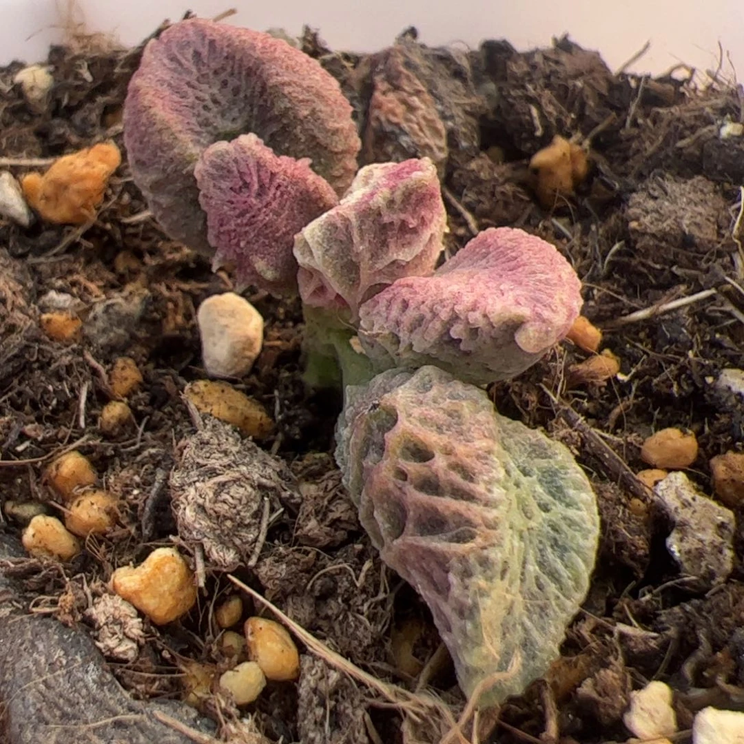 倒刺融化纹冰激凌多肉植物水泡