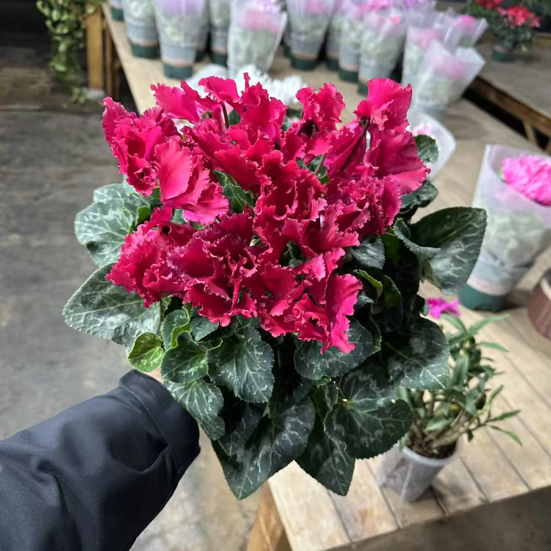 【李先生家】（皱边深品红）1.5加仑巨型一代大花仙客来营养土盆栽