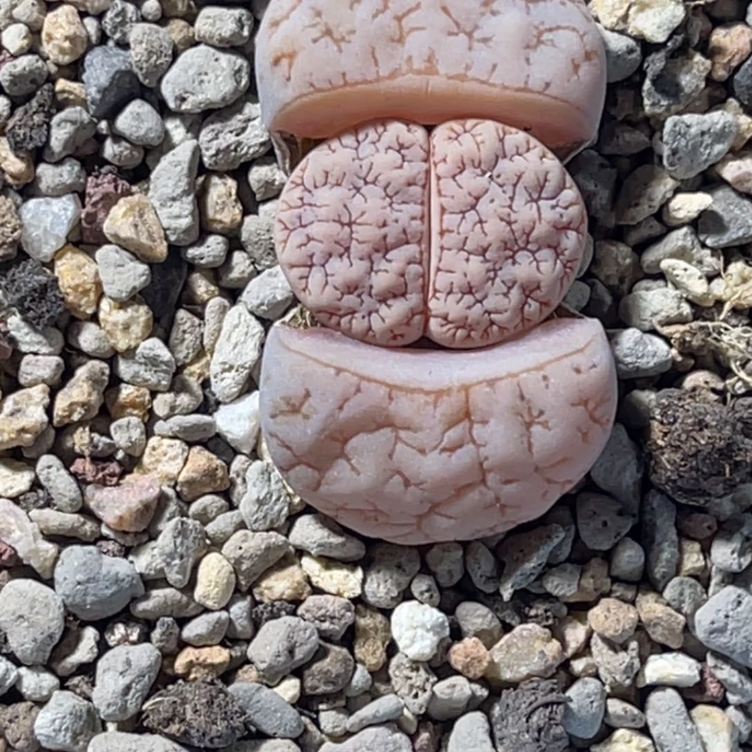 3299球体凹凸蜜纹189