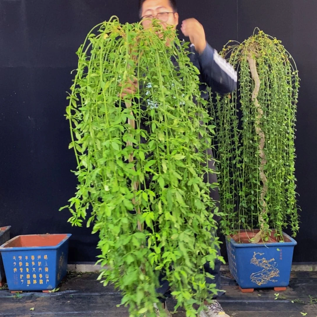 探春花，一物一拍，