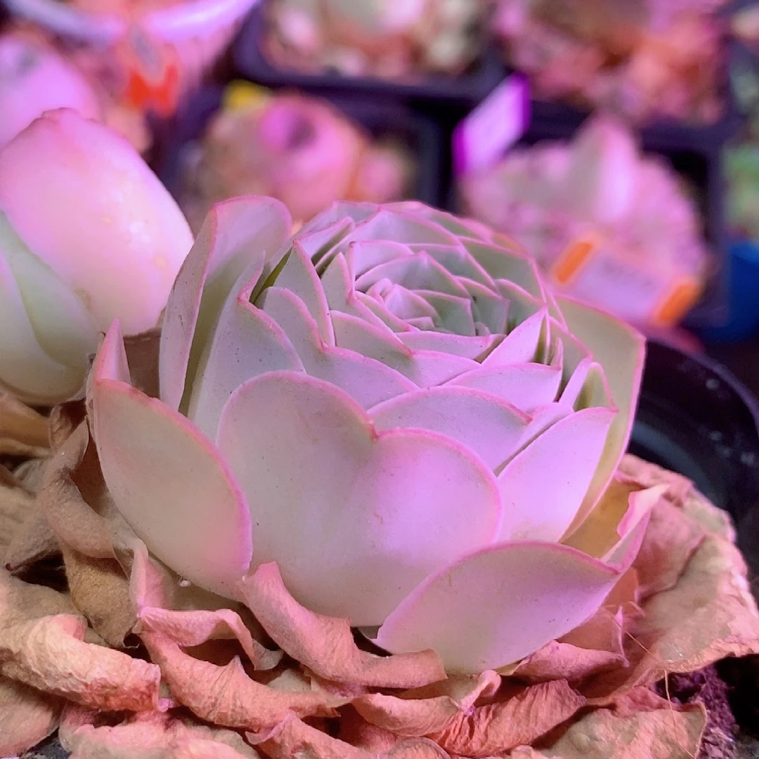莲花形态一物一拍020