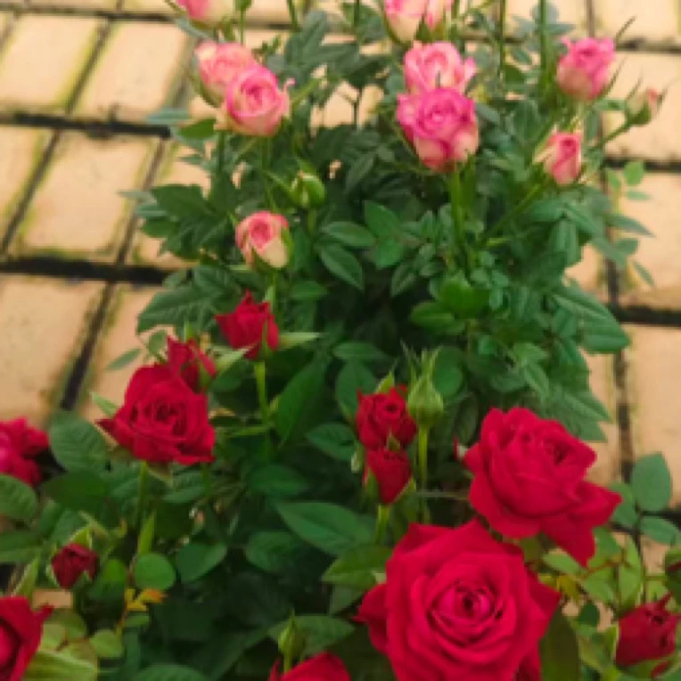 中秋节2盆福利（小艾莎+红珍珠）带花苞发基地直发