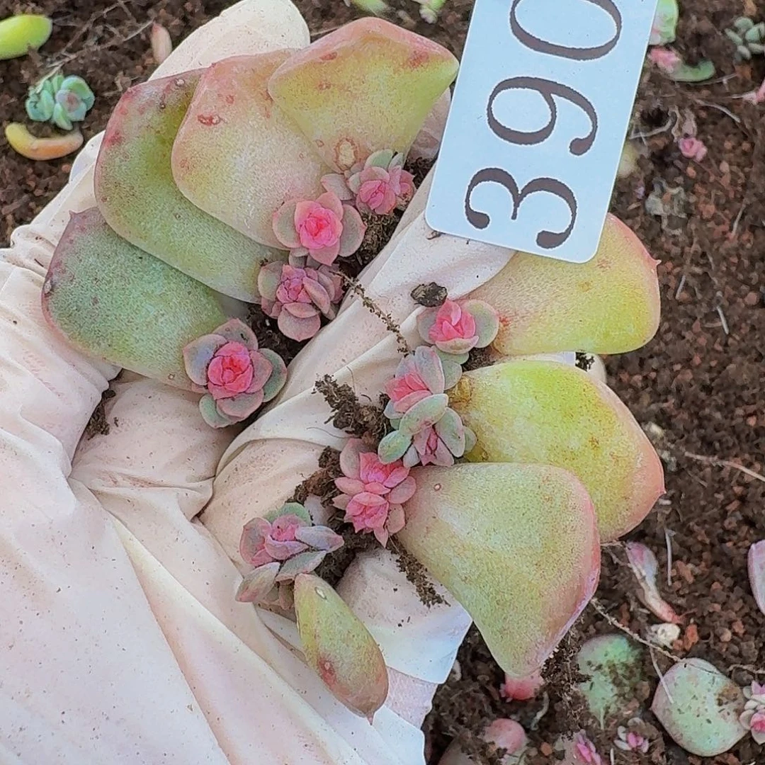 多肉植物多肉植物390