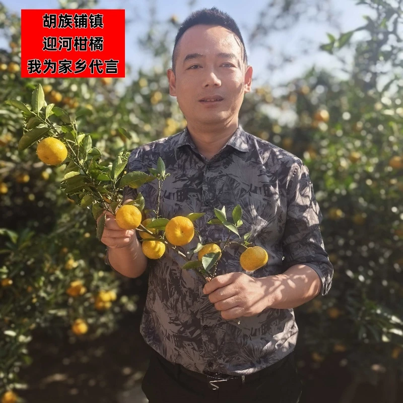 固始胡族铺迎河柑橘青皮橘子早熟新鲜蜜桔子应季水果5斤酸甜多汁