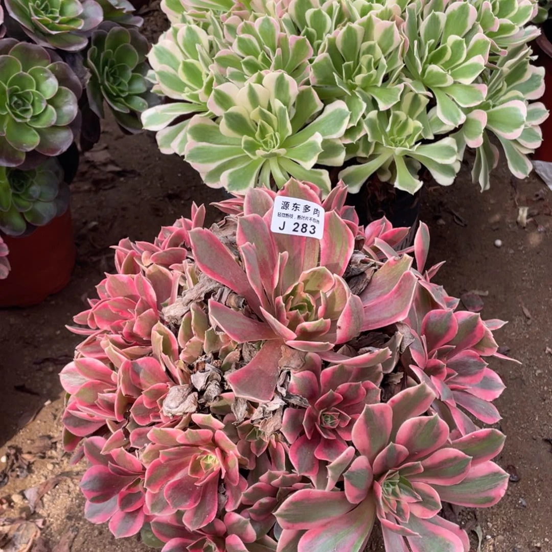 283爱女妖多肉法师断枝不包