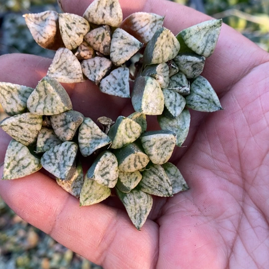 514 一颗潘多拉魔盒 双十一福利