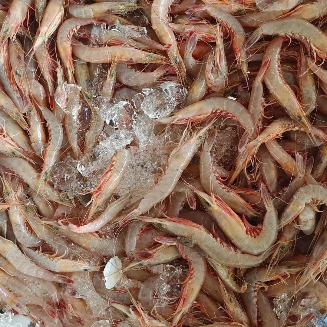 中号滑皮虾三斤，一斤80-100条（也叫条虾，剑虾）