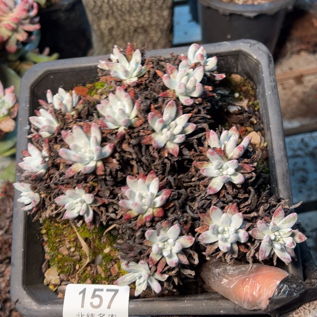 157哈哈哈哈哈哈哈哈