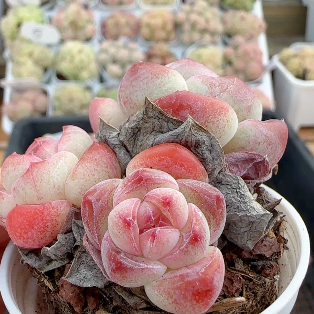 【闪购商品】0118-13糖心福利