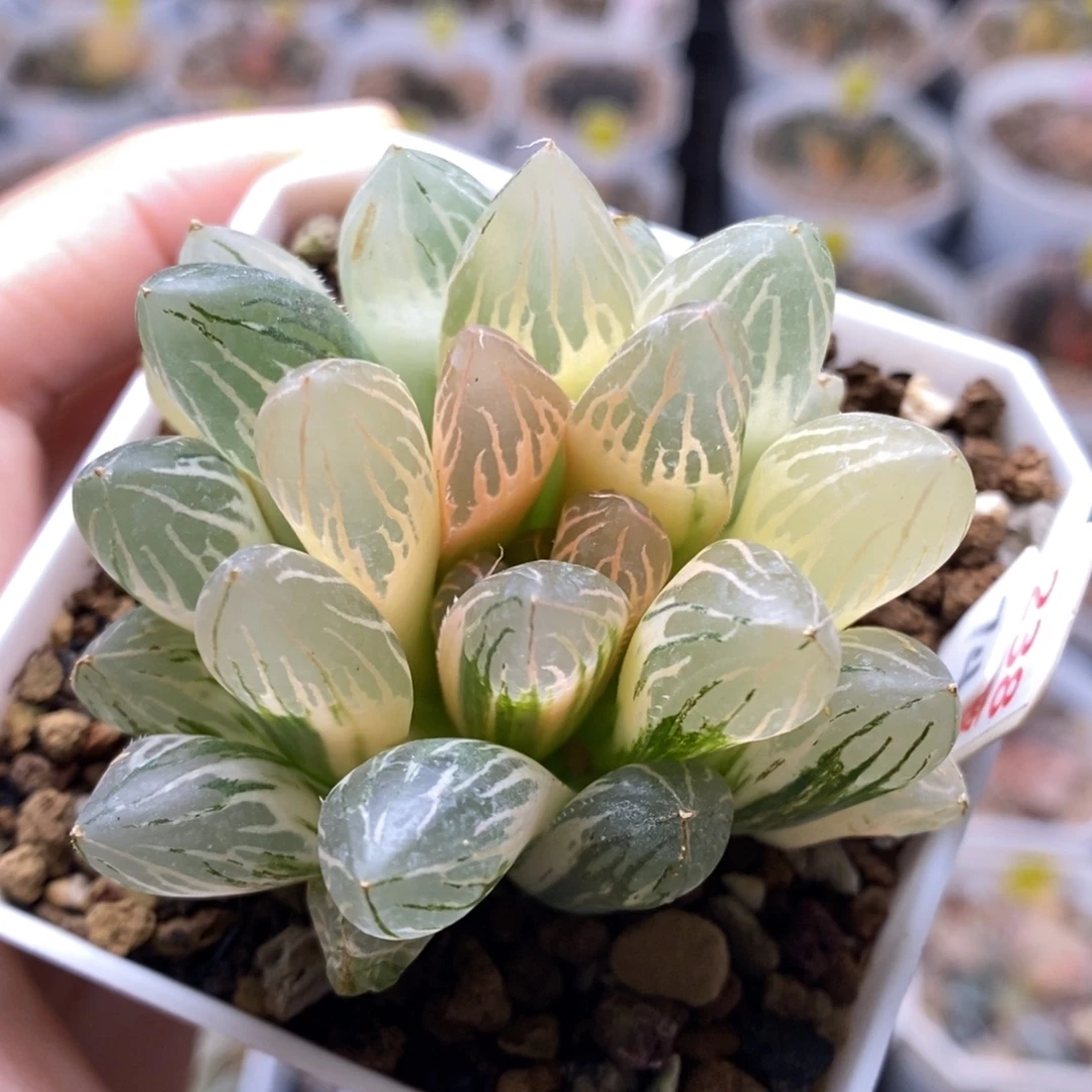 238号糊斑胭脂玉露锦