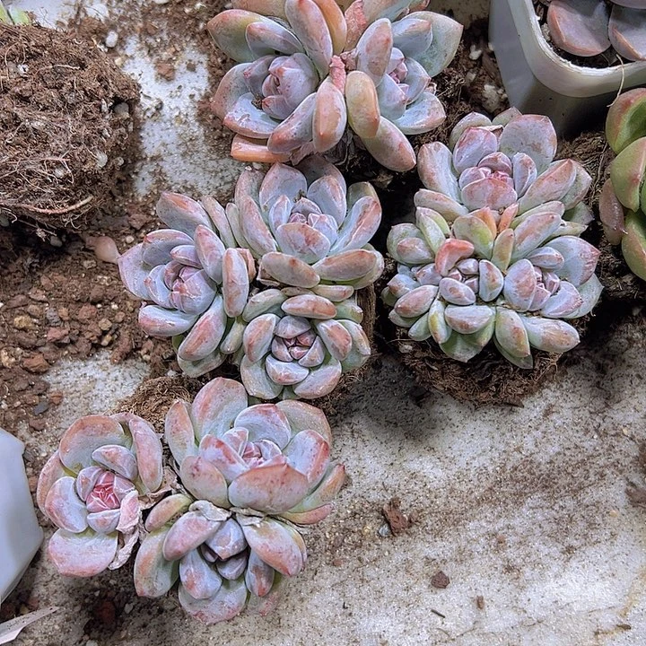 溏心石榴籽群19包邮