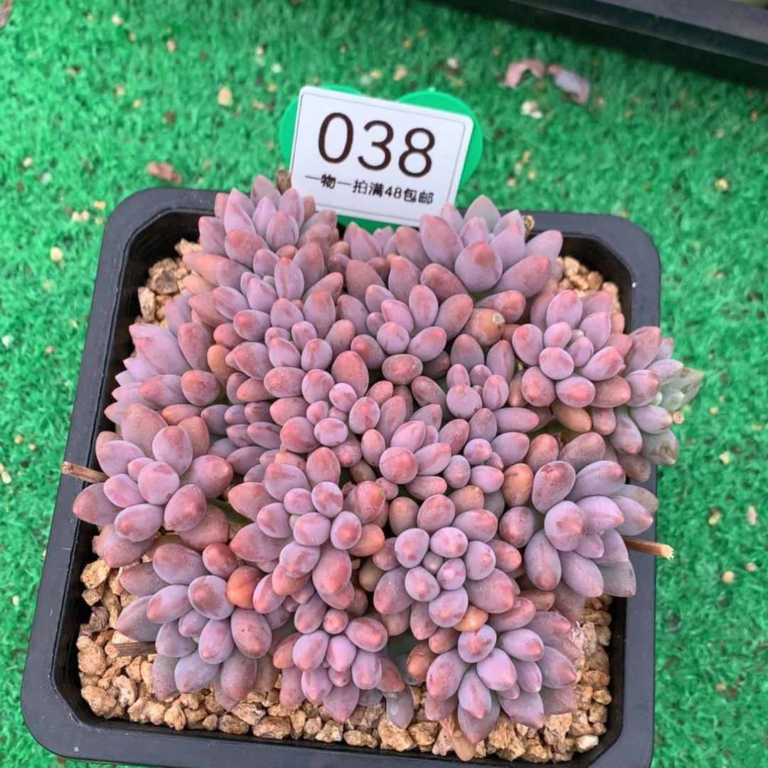 陈***觉星黛露老桩平头038