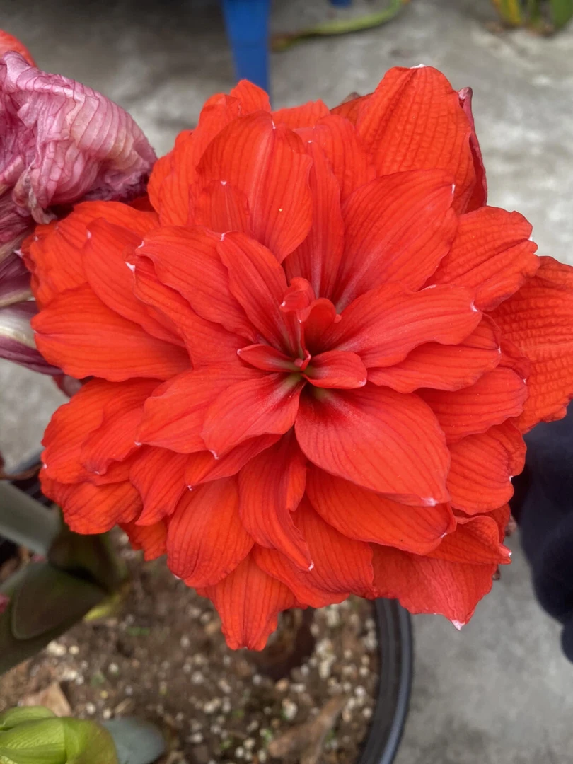 新年红色大花国内自育朱顶红包品种