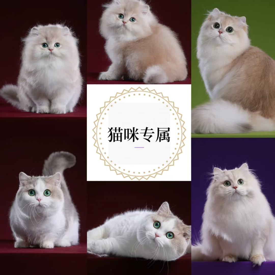 玲珑猫舍通用全款猫咪链接【有事请咨询客服】