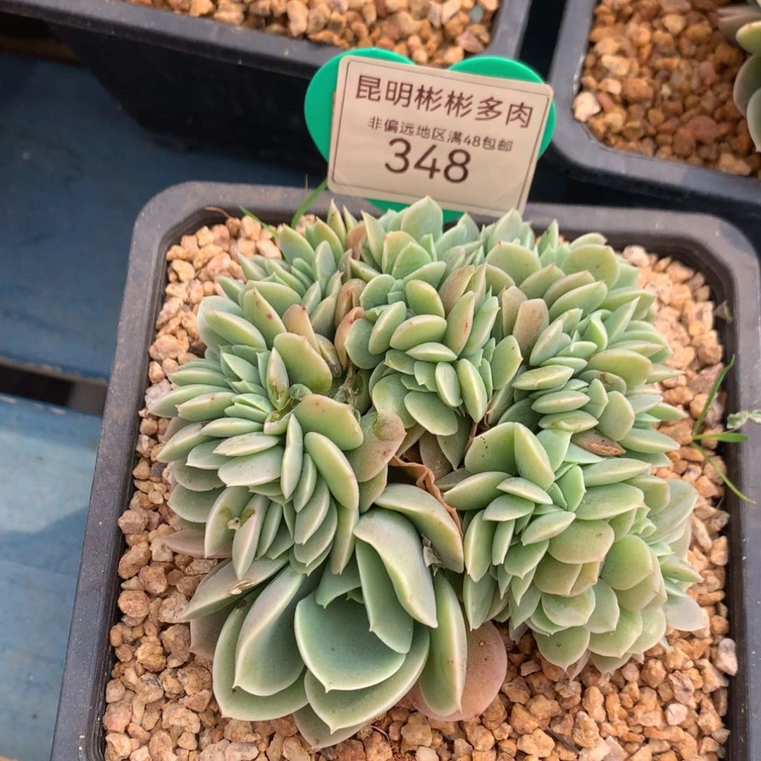 辛娜塔缀化一物一拍348