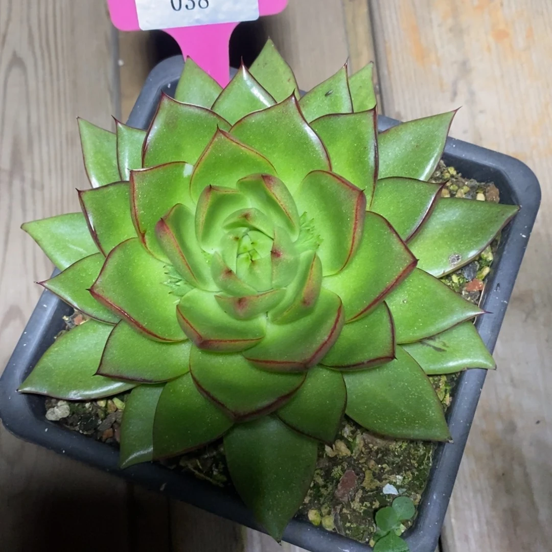 x038-多肉植物 东云