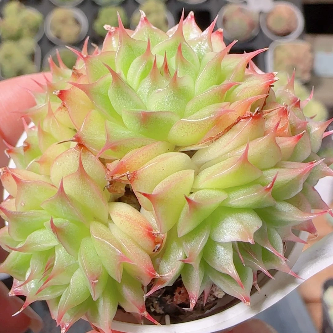 花语逸镜1030-223散