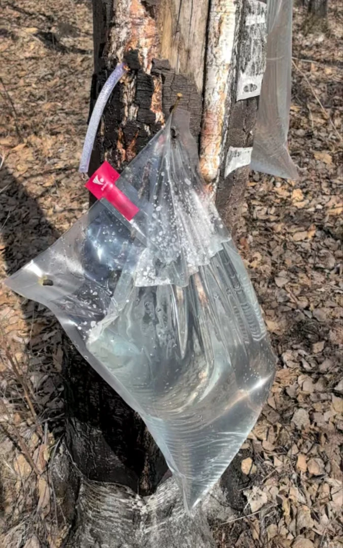 桦树汁采集袋＋采集管加厚耐磨耐热防晒抗冻可移动大容量