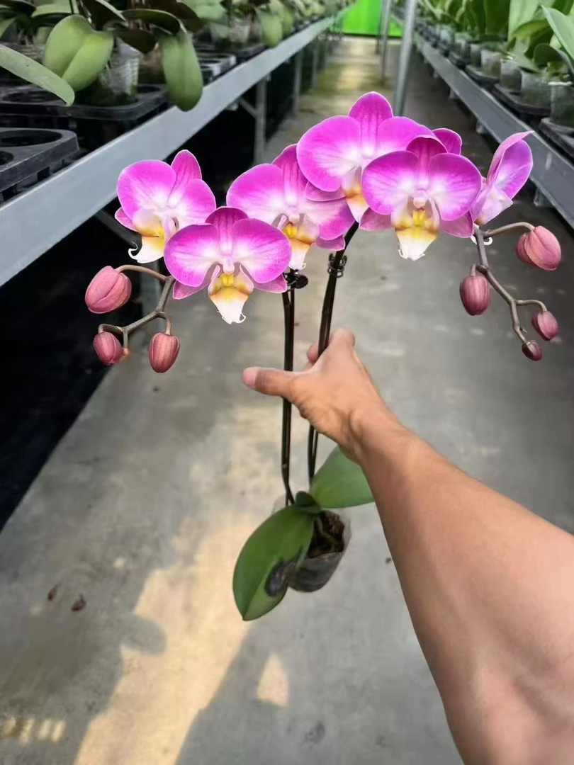 雪山飞狐蝴蝶兰，单颗