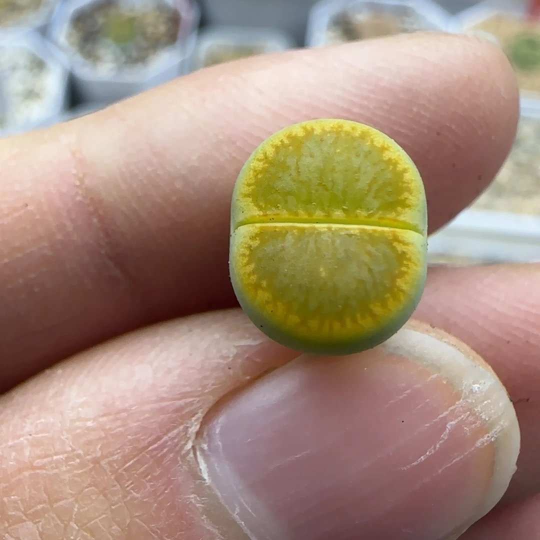 960黄巴黎绿菊福利