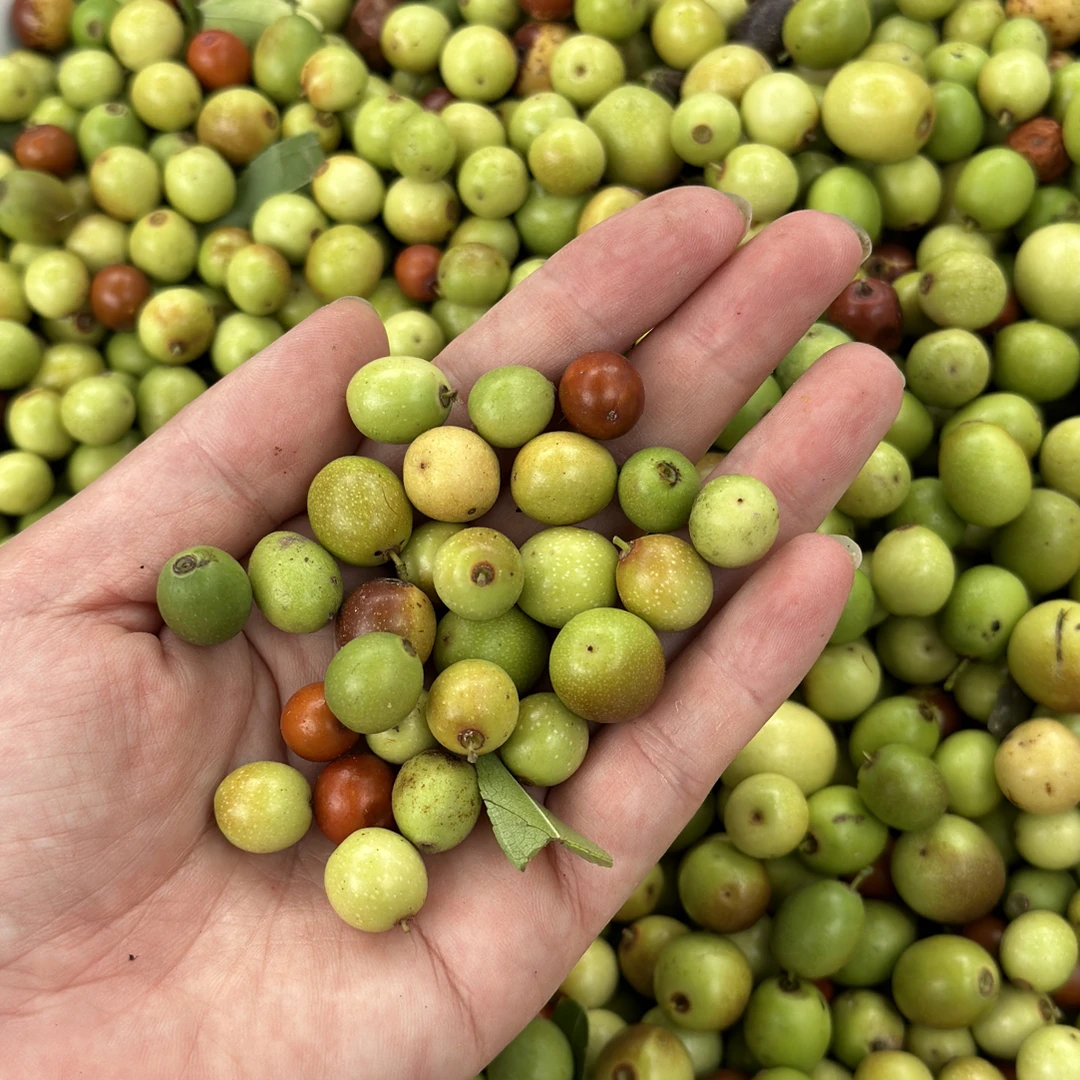 山里野生酸枣鲜果 自家山里现摘现发 新鲜水果天然酸枣脆甜孕妇