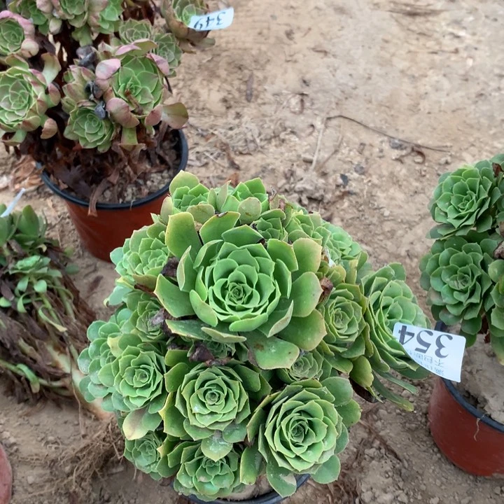 354绿玫瑰手捧3号