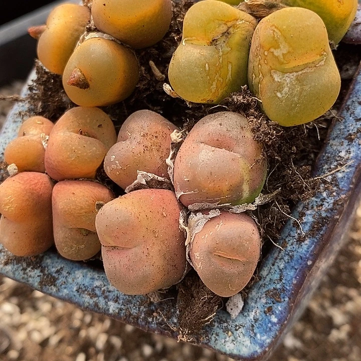 四头桃子有伤一颗。