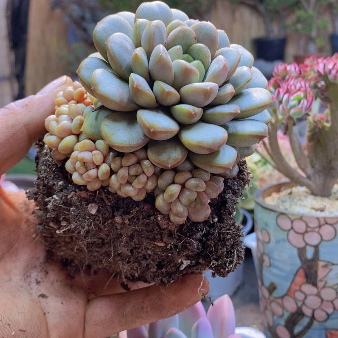 -*辰38号奥普加葡萄两颗