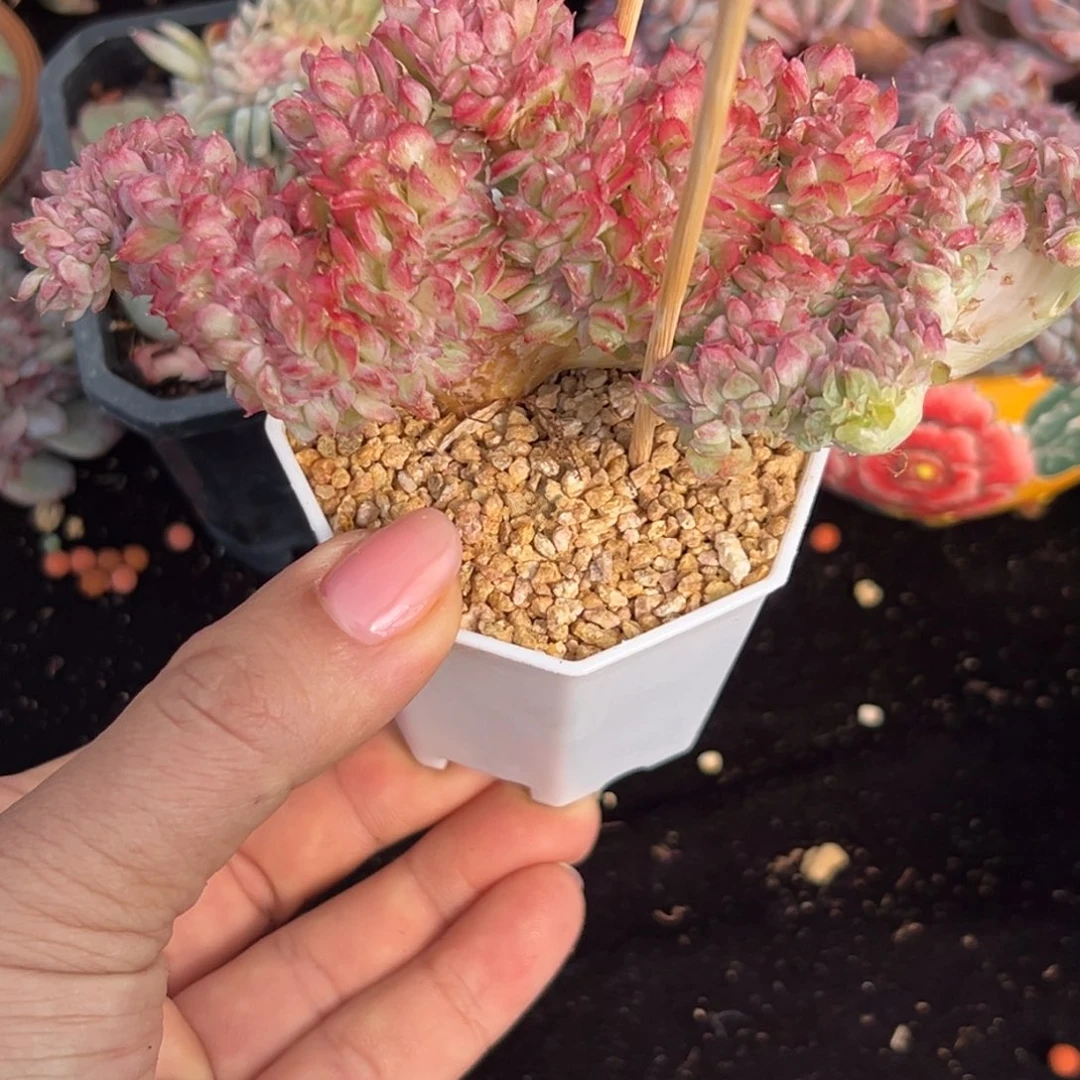 新年快乐。新年快乐