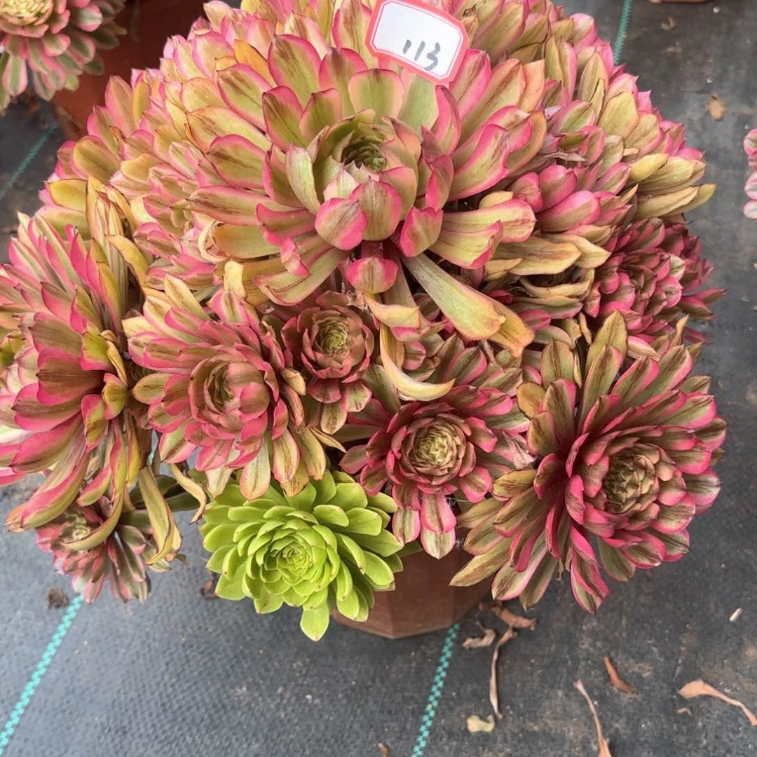 无花朵113仙子多肉植物绿植