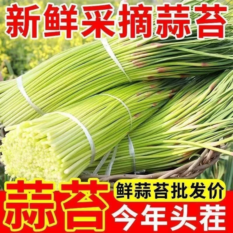 河南新蒜苔 嫩蒜苔 新鲜蒜薹蒜毫新鲜当季蔬菜