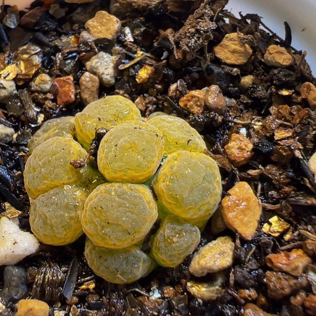 25多肉植物百科知识