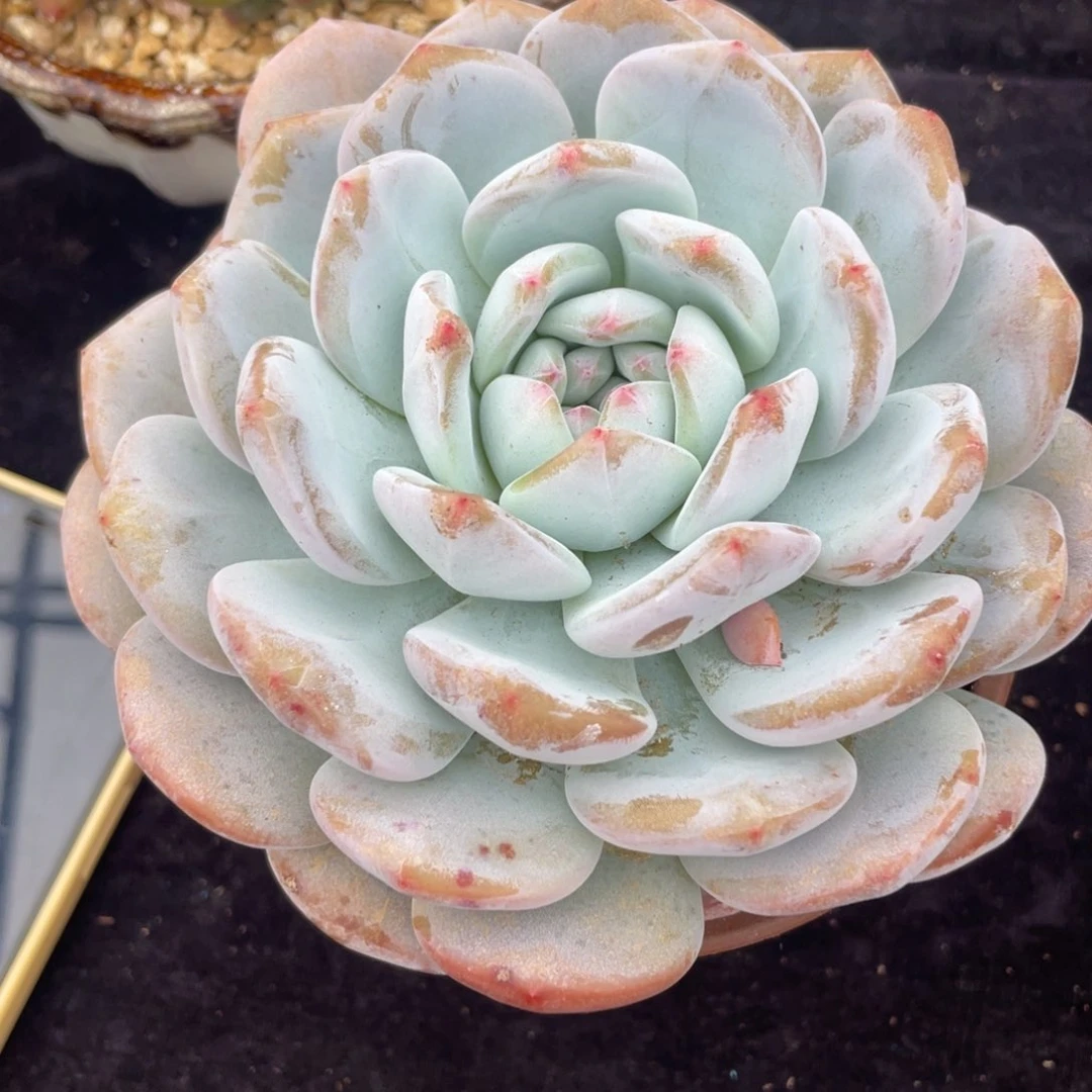 懒****?1123橙子单头多肉植物老桩