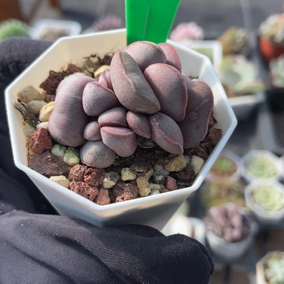 3141红蛋多肉植物