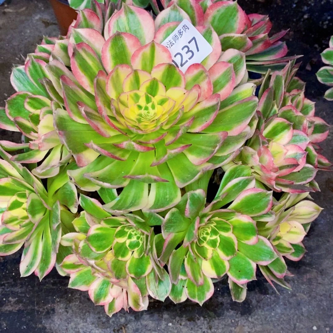 0237海王多肉植物