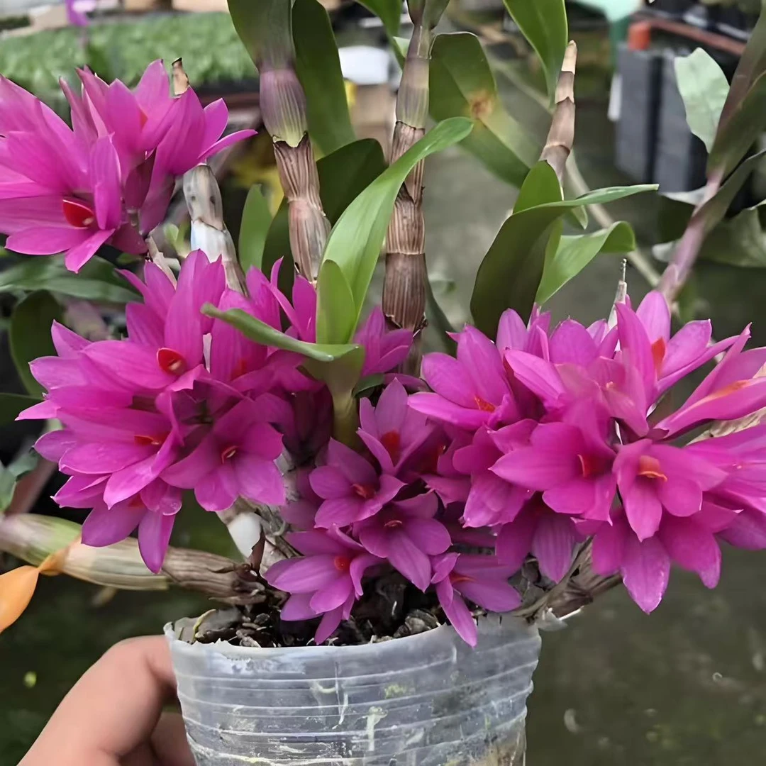 【姬美石斛】 水连石斛兰花盆栽耐热好复花新手客厅阳台可养