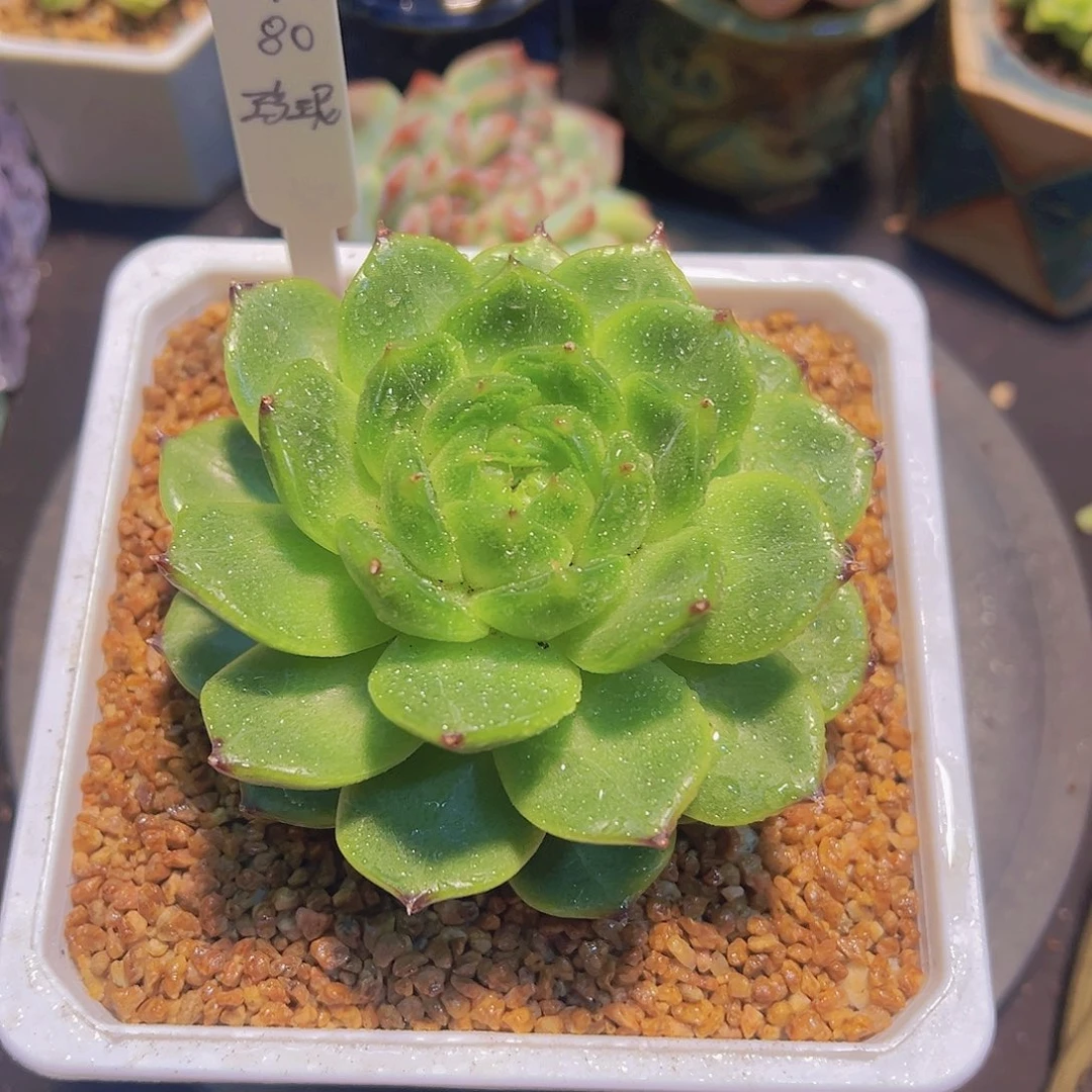拒**虑多肉植物，绿珍妮