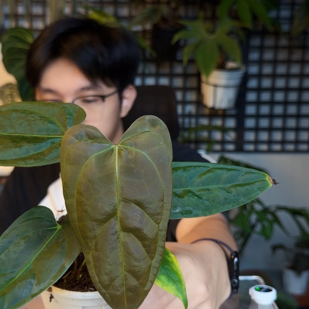 完全开放P17  小羊皮杂戴斯