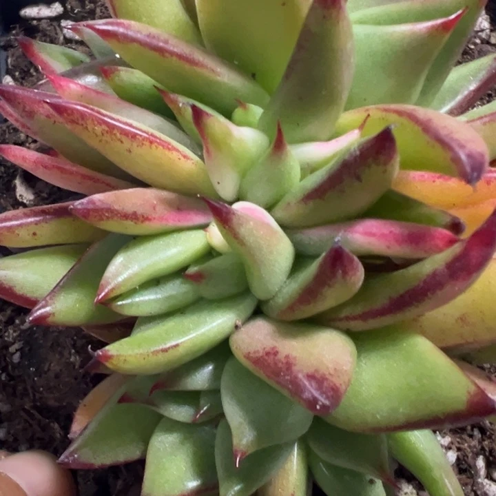 口红锦缀多肉植物1359