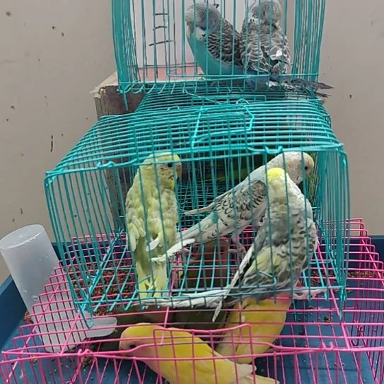 韭**生少毛虎皮鹦鹉3只