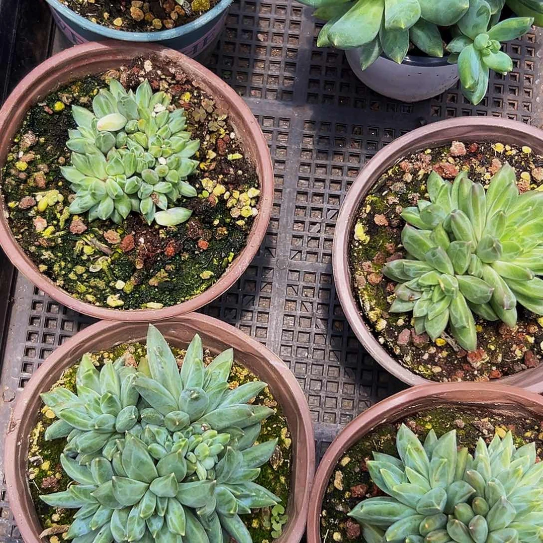 6颗美人系列多肉植物