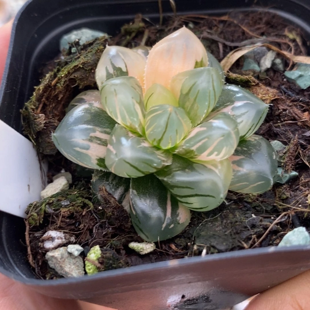 352水中月玉露锦一物一拍