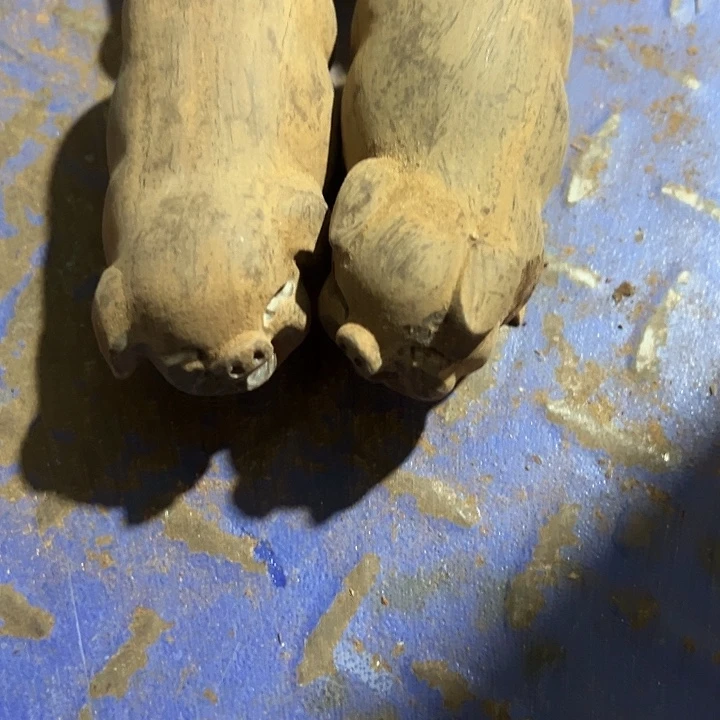 香榧木88888888880888